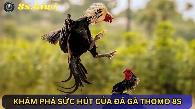 sức hút của Đá gà Thomo 