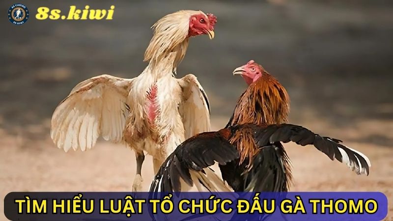 luật tổ chức đấu gà Thomo