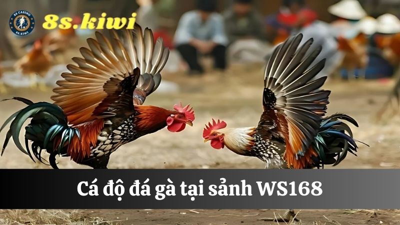 Đá gà online 8s WS168